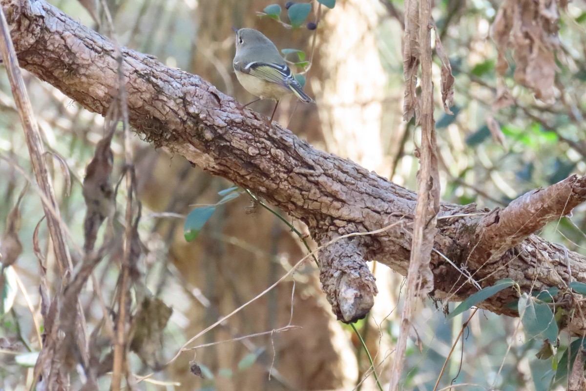 Roitelet à couronne rubis - ML647518729
