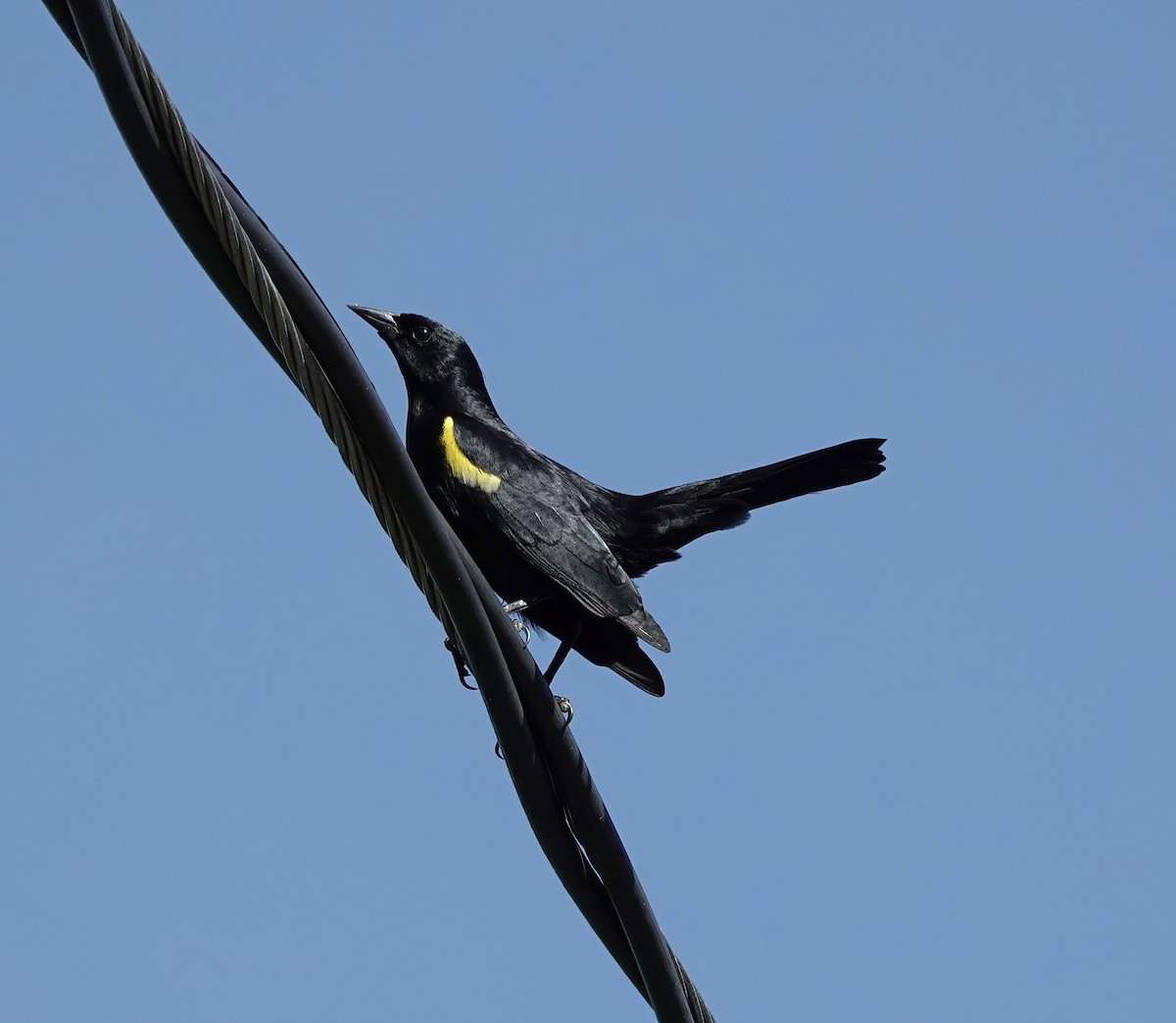 Carouge de Porto Rico - ML647518730