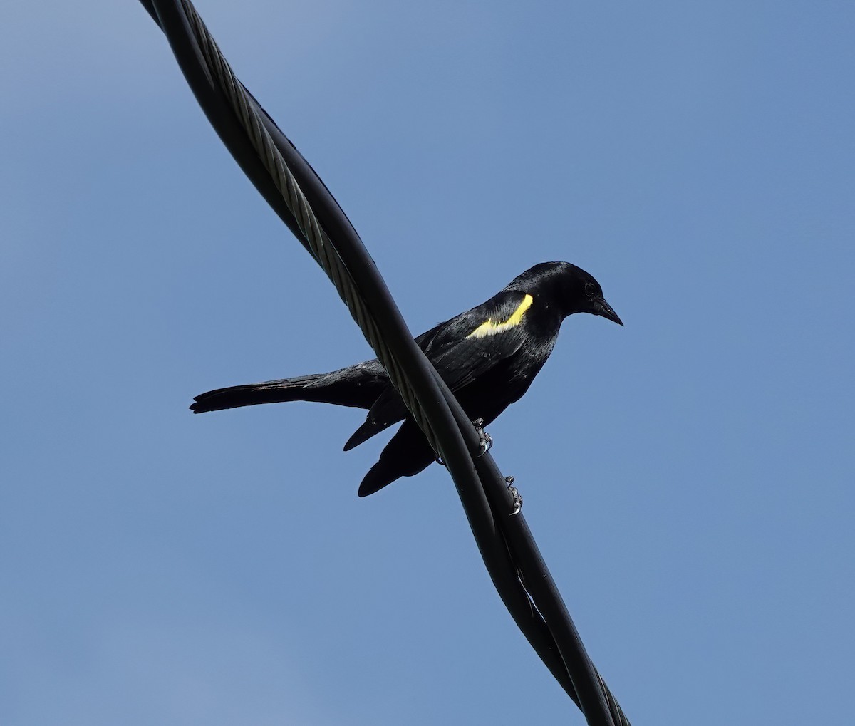 Carouge de Porto Rico - ML647518731