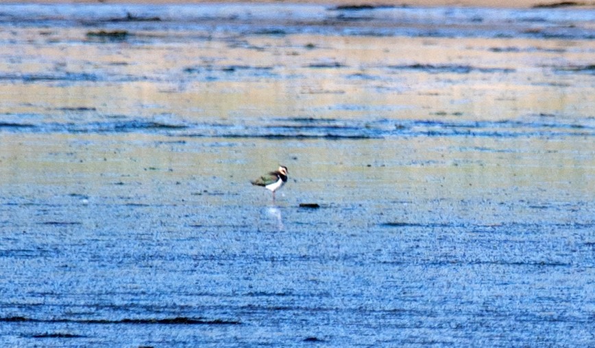 Vanneau huppé - ML647518732