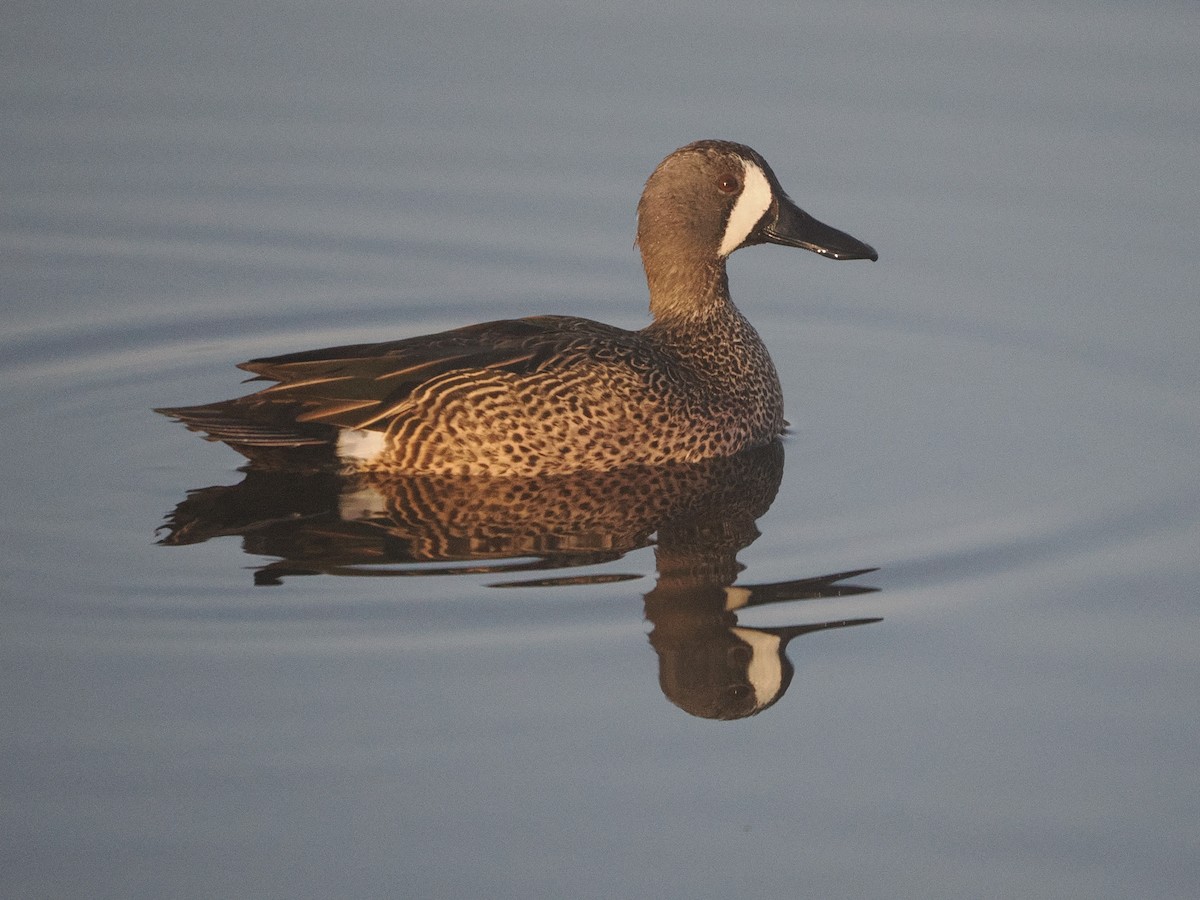 Sarcelle à ailes bleues - ML647518733