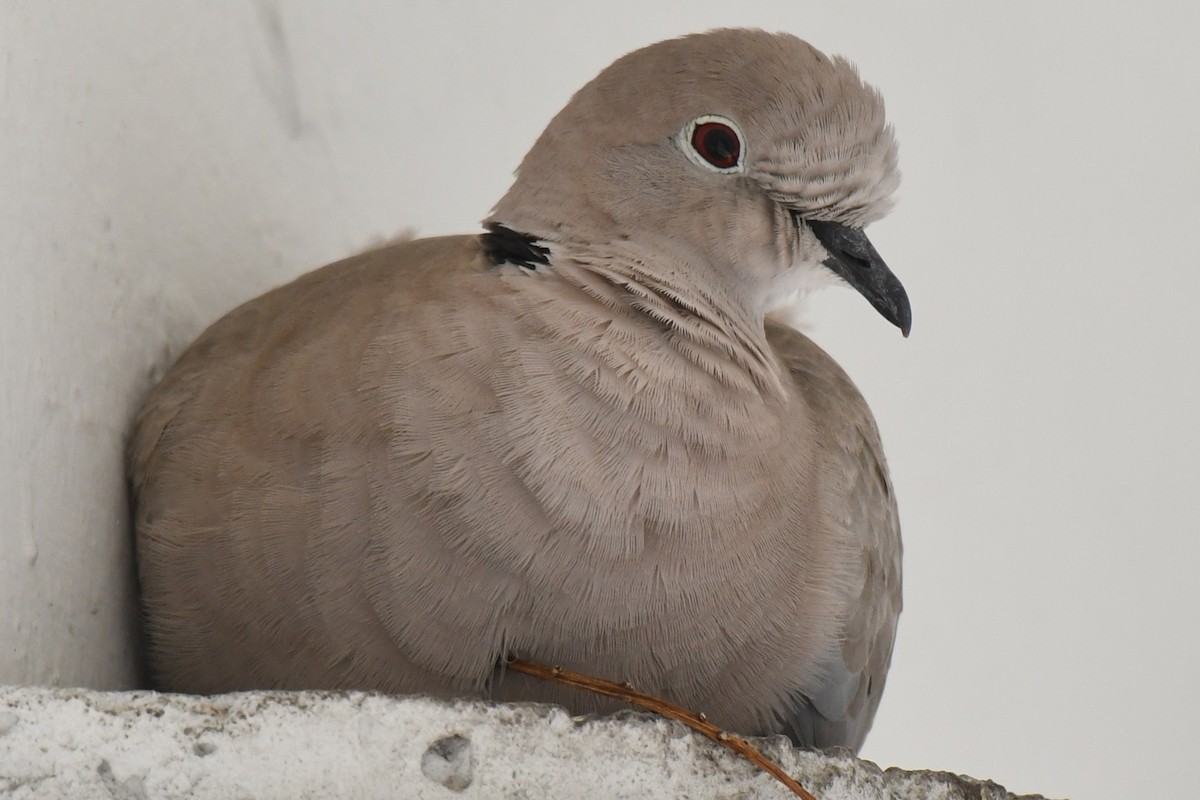 Tourterelle turque - ML647518734