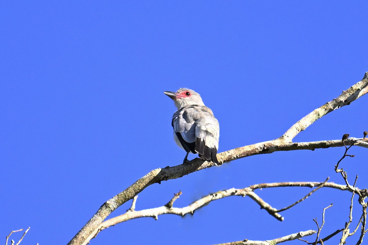 Tityre gris - ML647518740