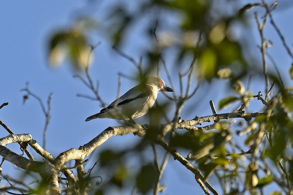 Tityre gris - ML647518741