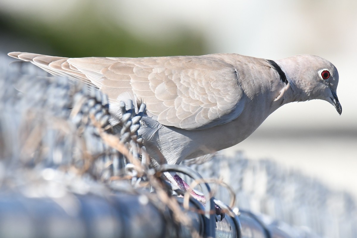 Tourterelle turque - ML647518743