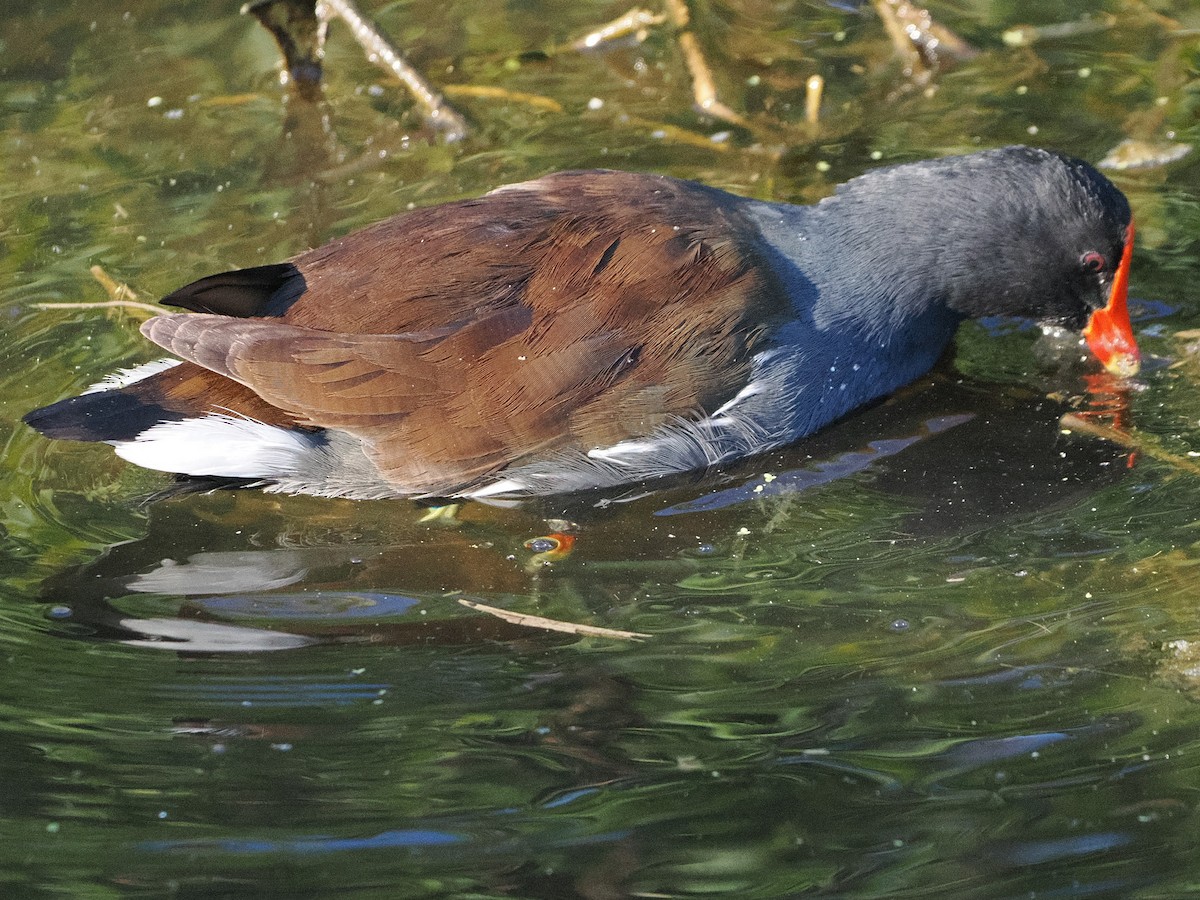Gallinule d'Amérique - ML647518744