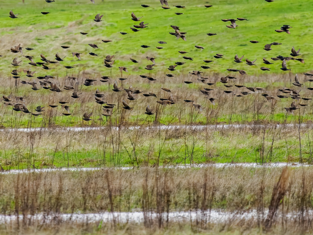 Étourneau sansonnet - ML647518746