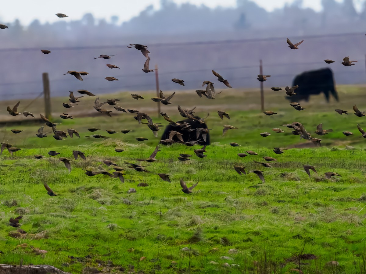 Étourneau sansonnet - ML647518747