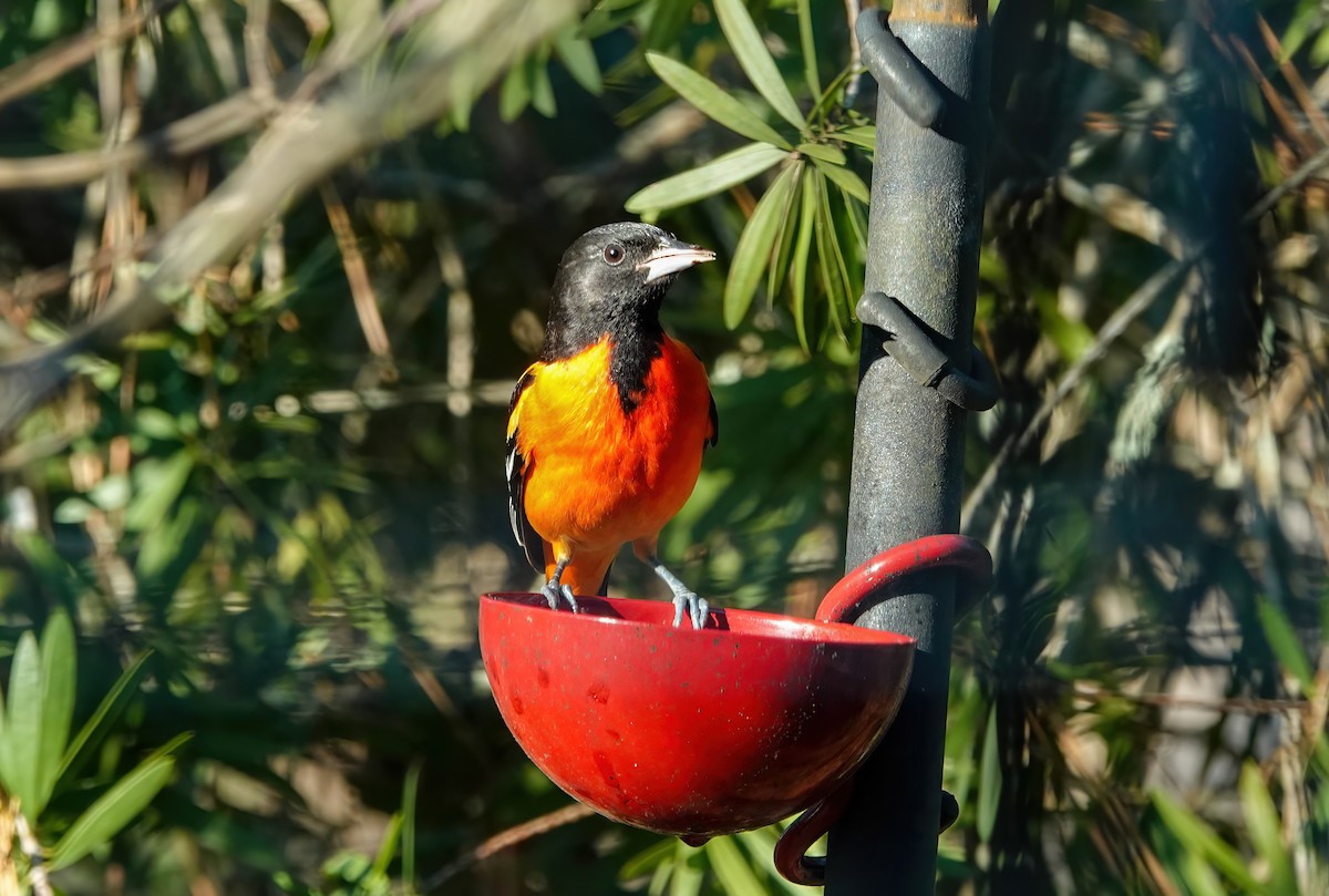 Oriole de Baltimore - ML647518748