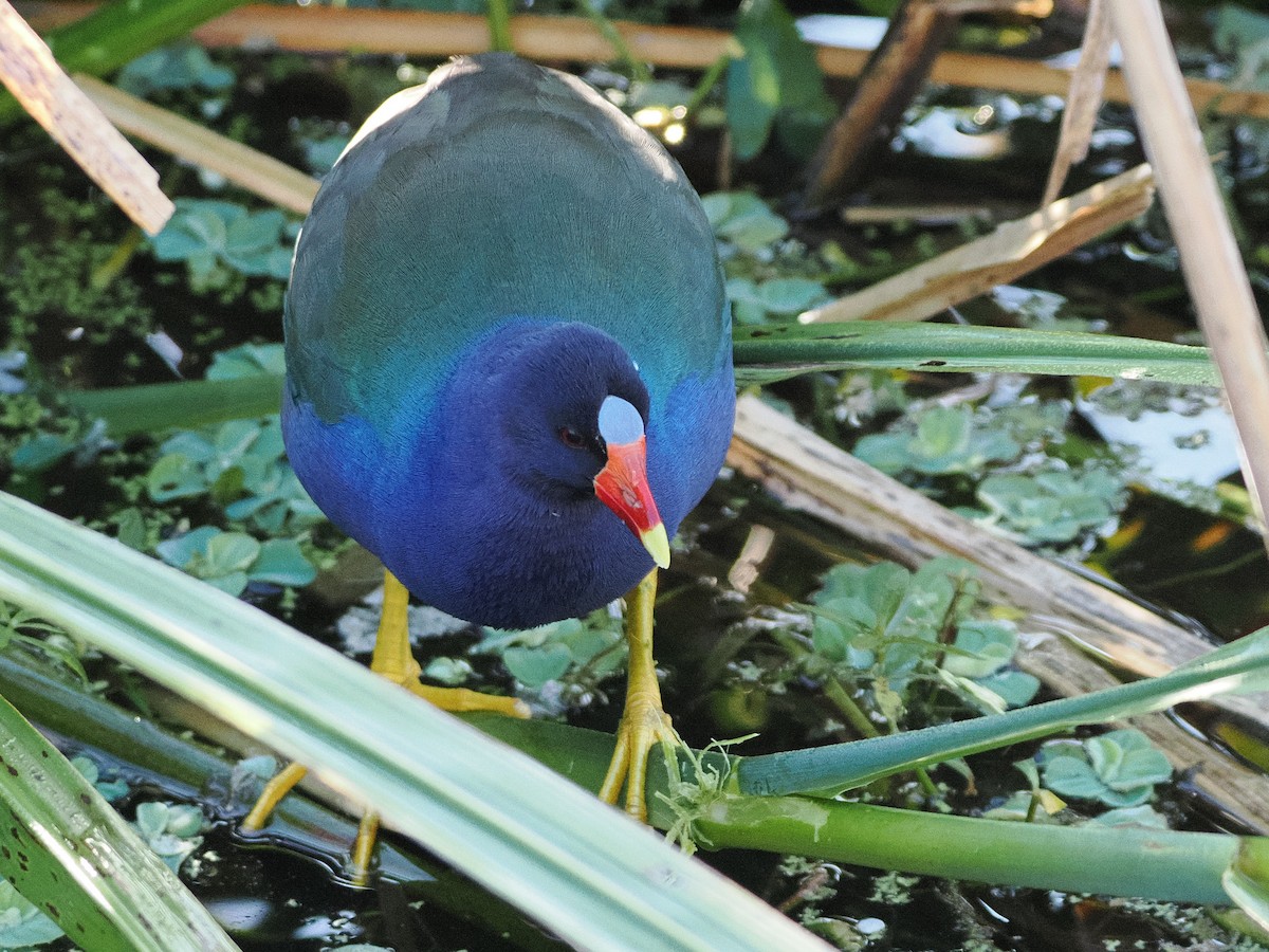 Talève violacée - ML647518752