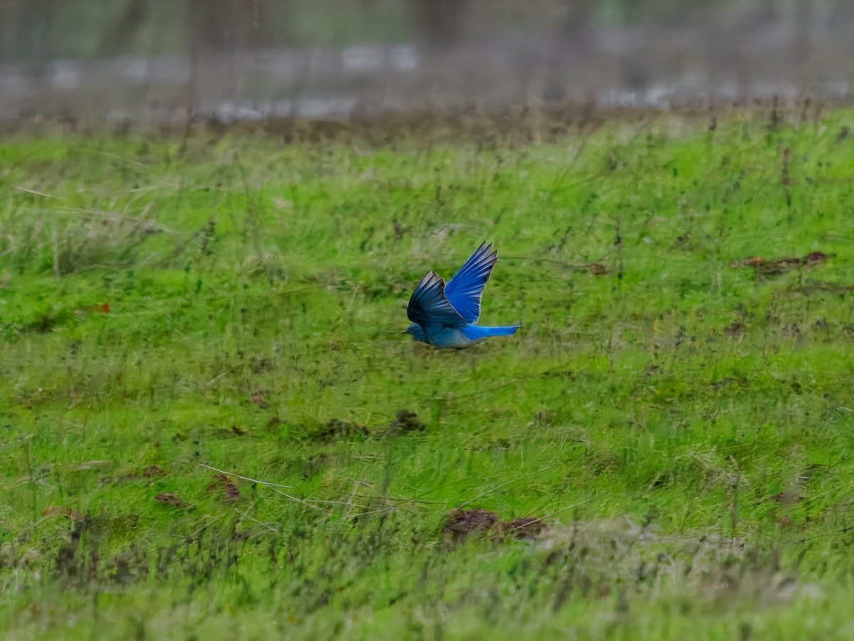 Merlebleu azuré - ML647518753