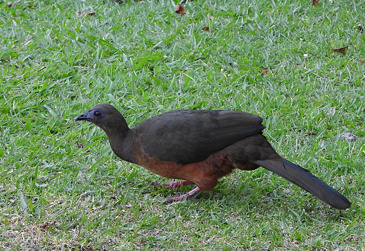 Pénélope de Goudot - ML647518755