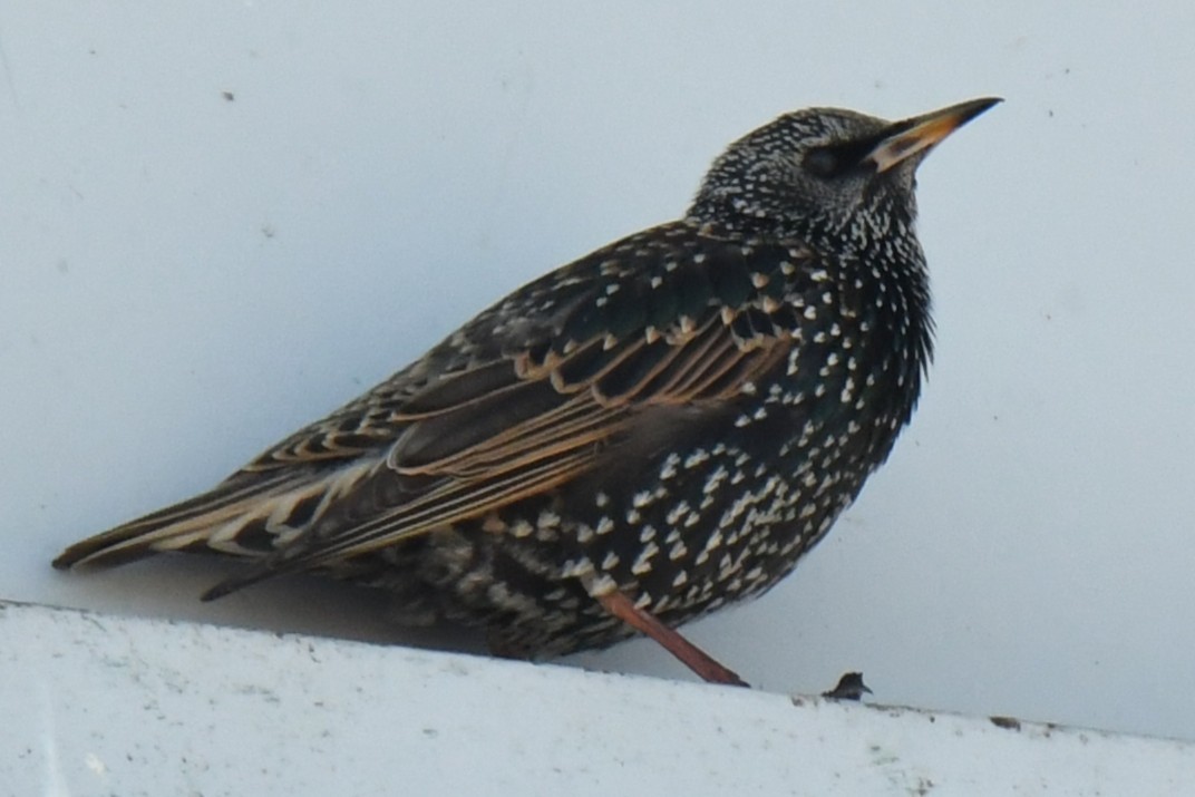 Étourneau sansonnet - ML647518759