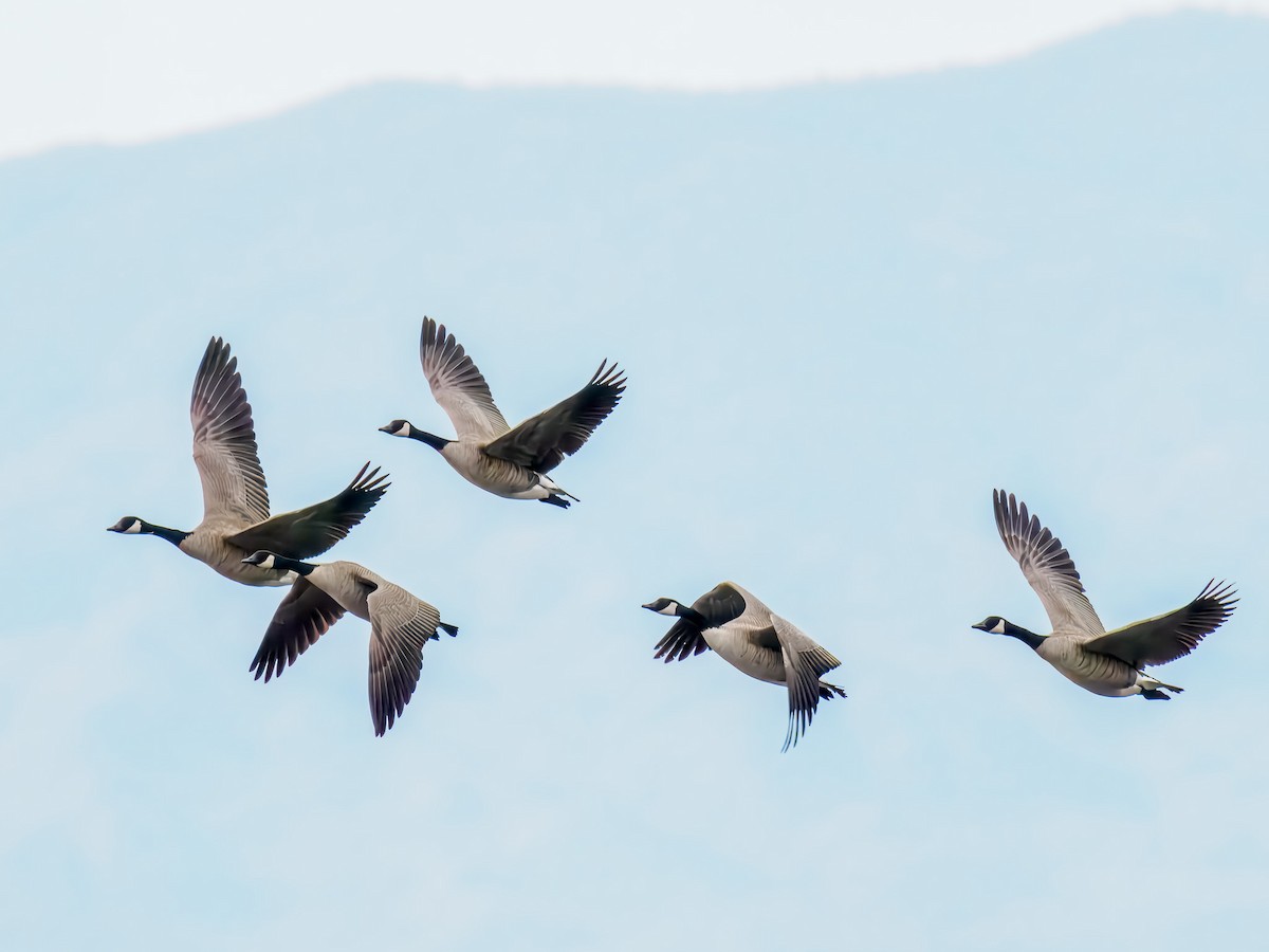 Bernache du Canada - ML647518760