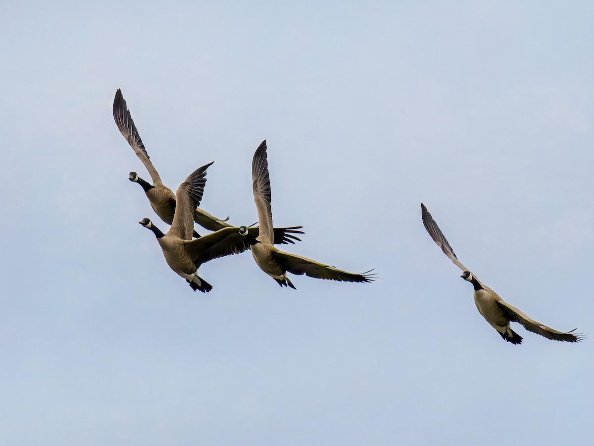 Bernache du Canada - ML647518761