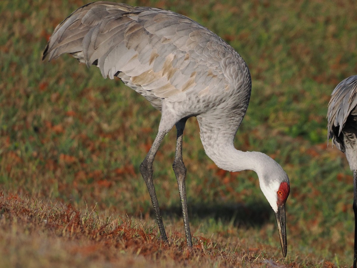 Grue du Canada - ML647518762