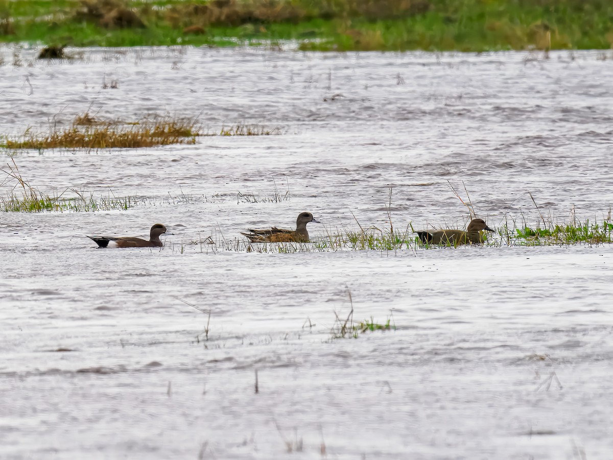 Canard d'Amérique - ML647518763