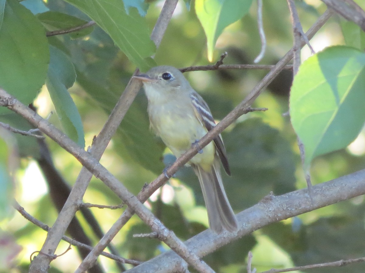Acadian Flycatcher - ML647518809