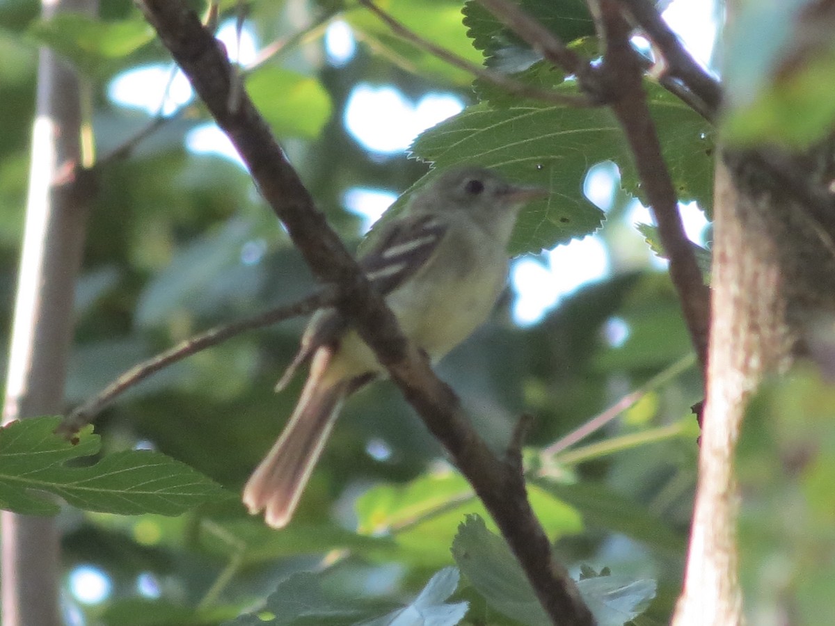 Acadian Flycatcher - ML647518810