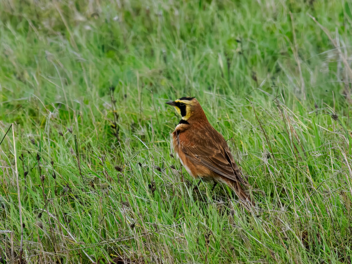 Жайворонок рогатий - ML647518819