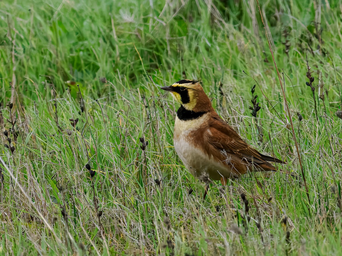 Жайворонок рогатий - ML647518822