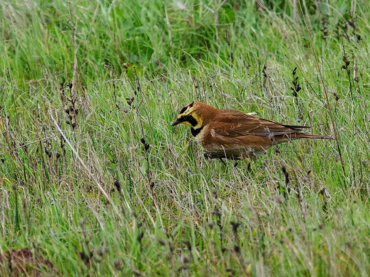 Жайворонок рогатий - ML647518823