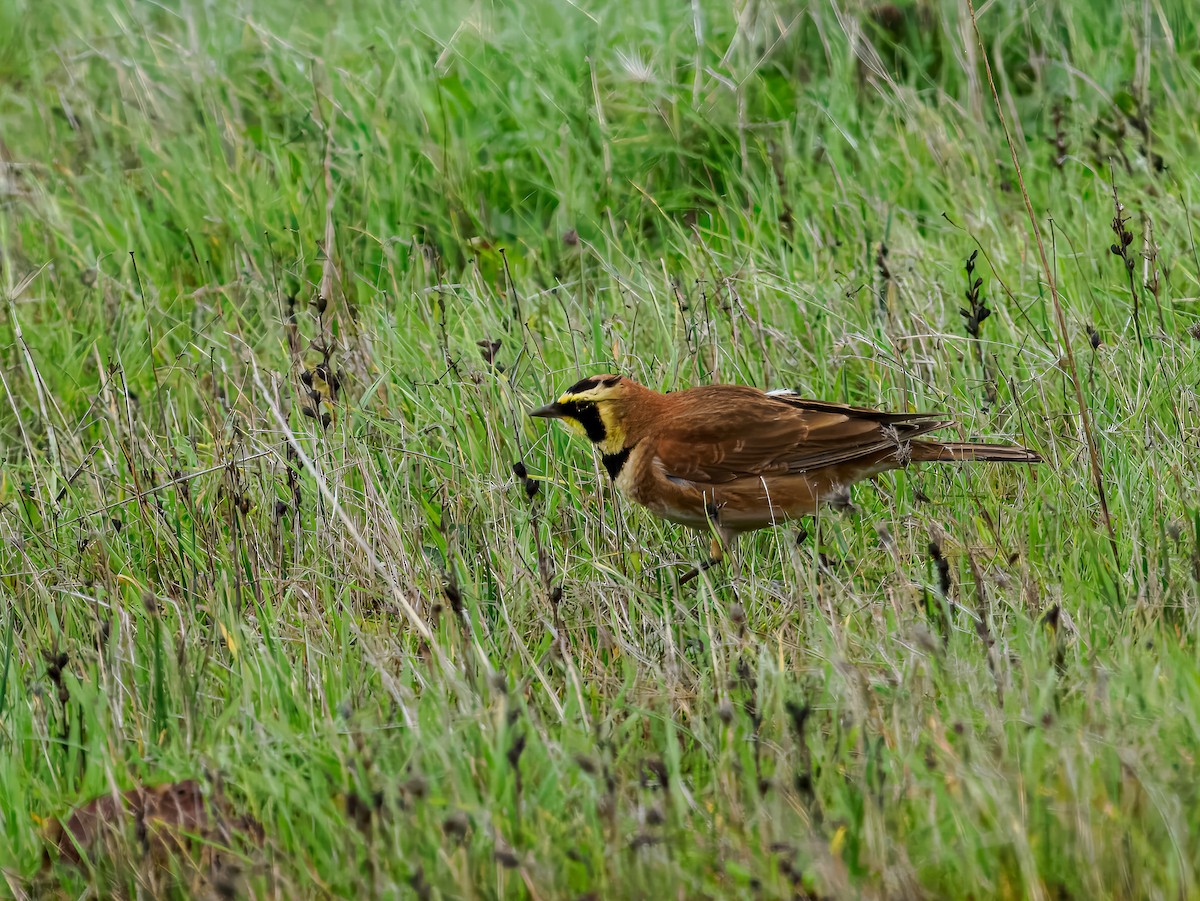 Жайворонок рогатий - ML647518824