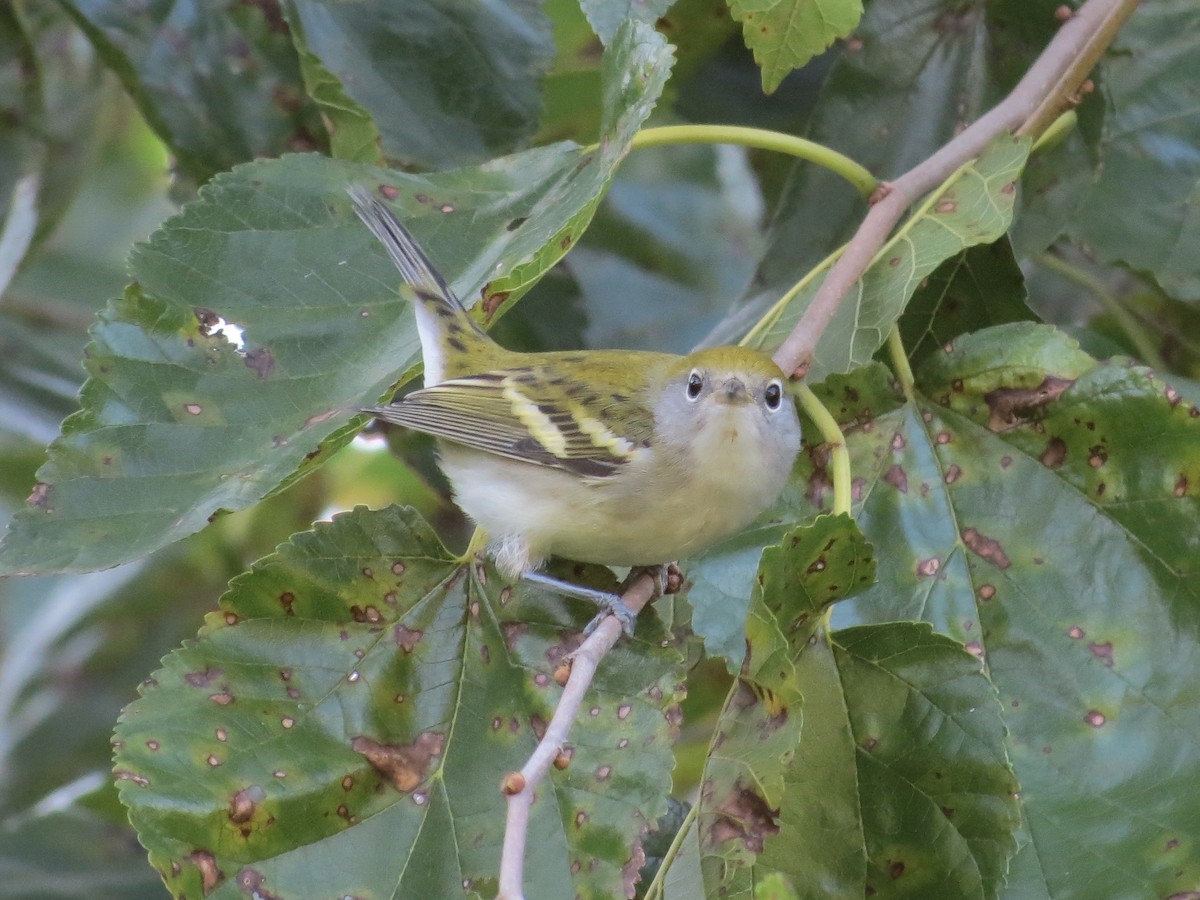 Chestnut-sided Warbler - ML647518829