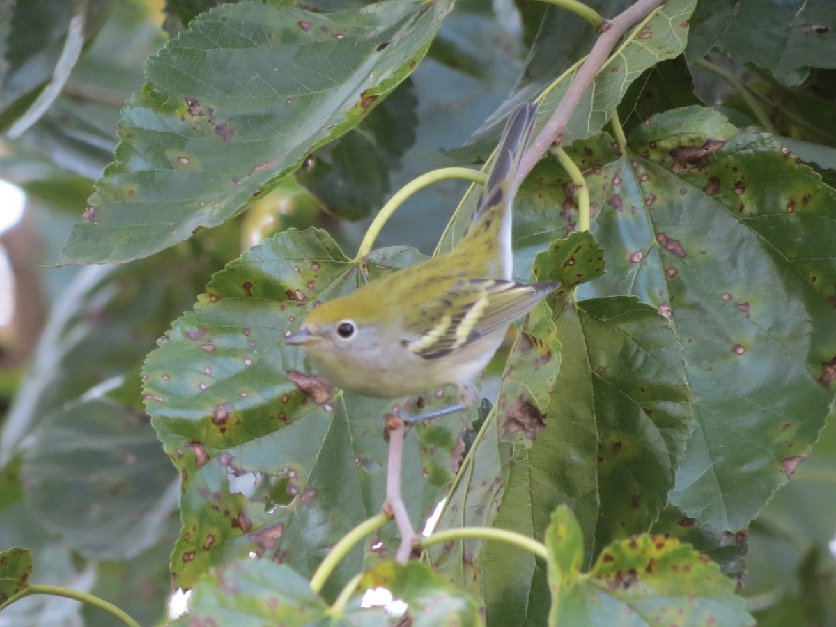 Chestnut-sided Warbler - ML647518830