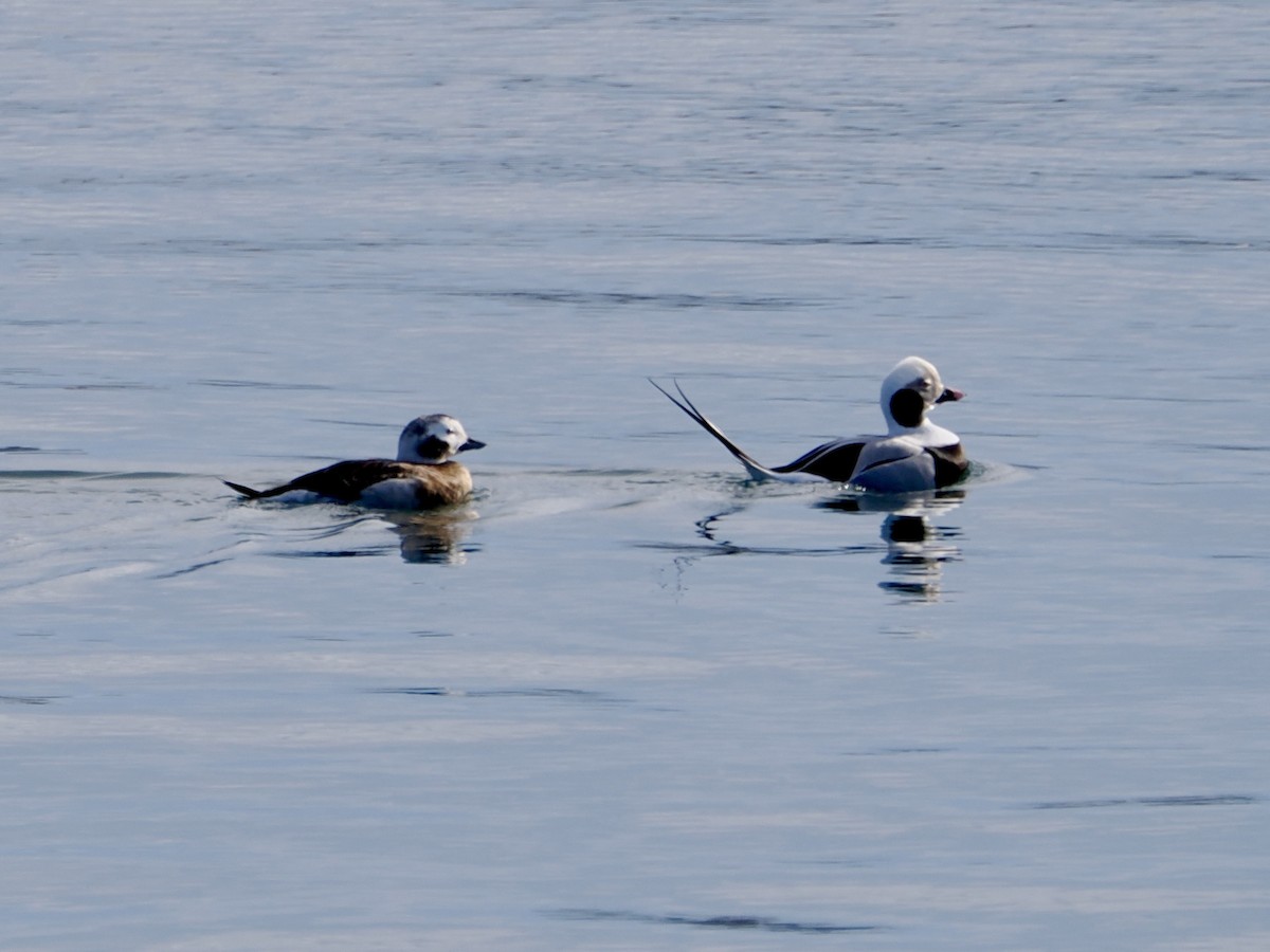 Pato Havelda - ML647518835