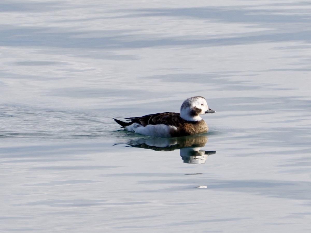 Pato Havelda - ML647518836