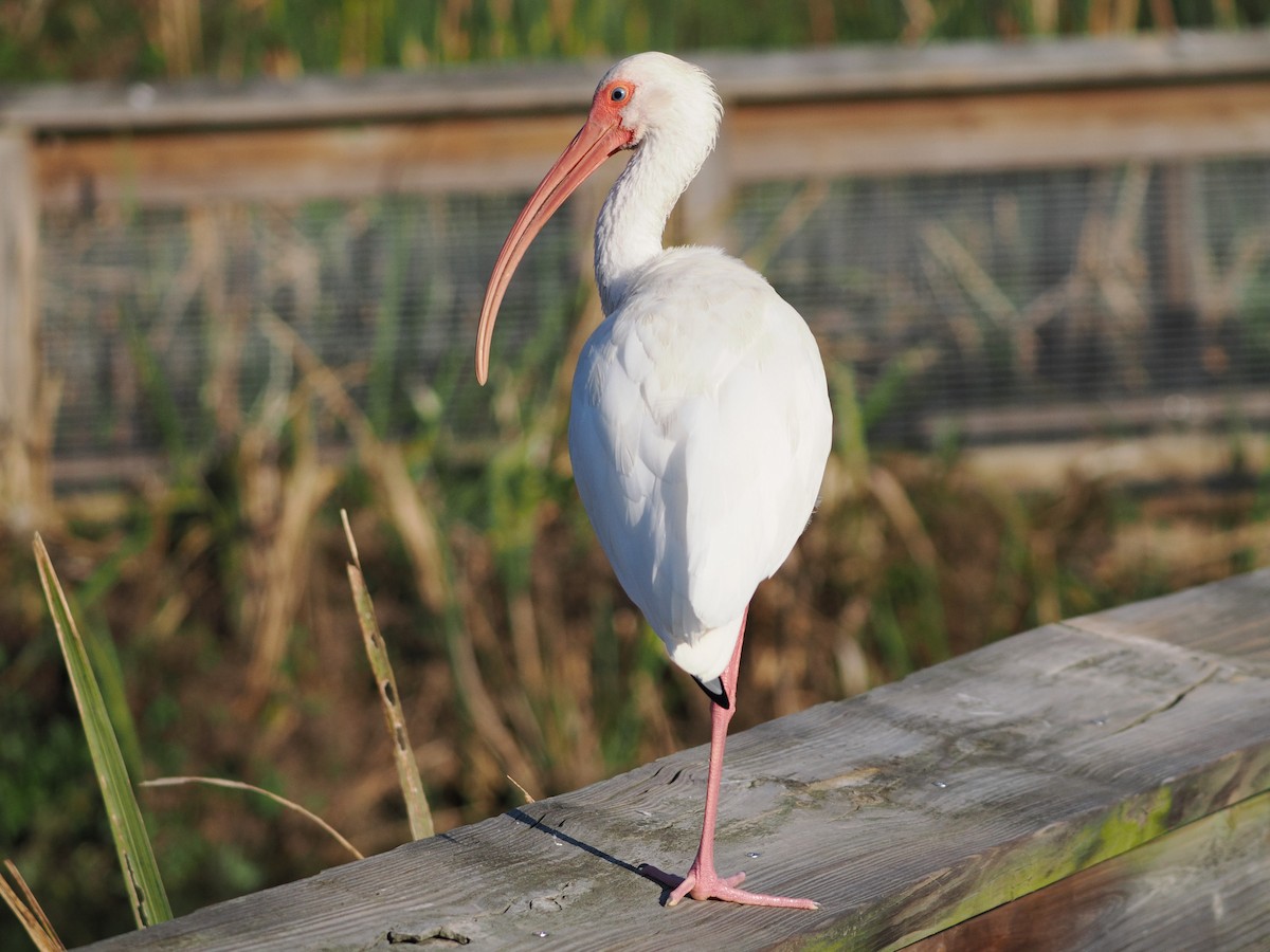 White Ibis - ML647518837
