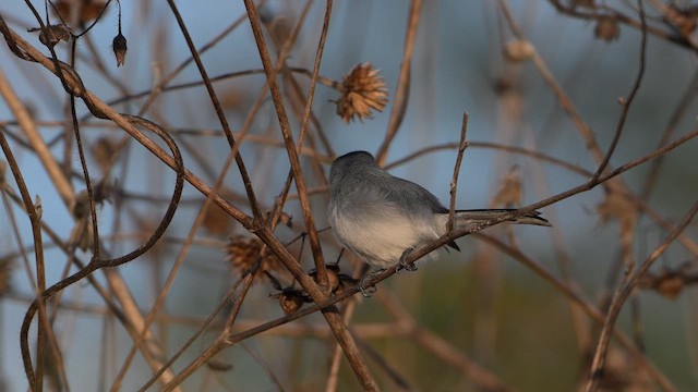 Yucatan Gnatcatcher - ML647518839
