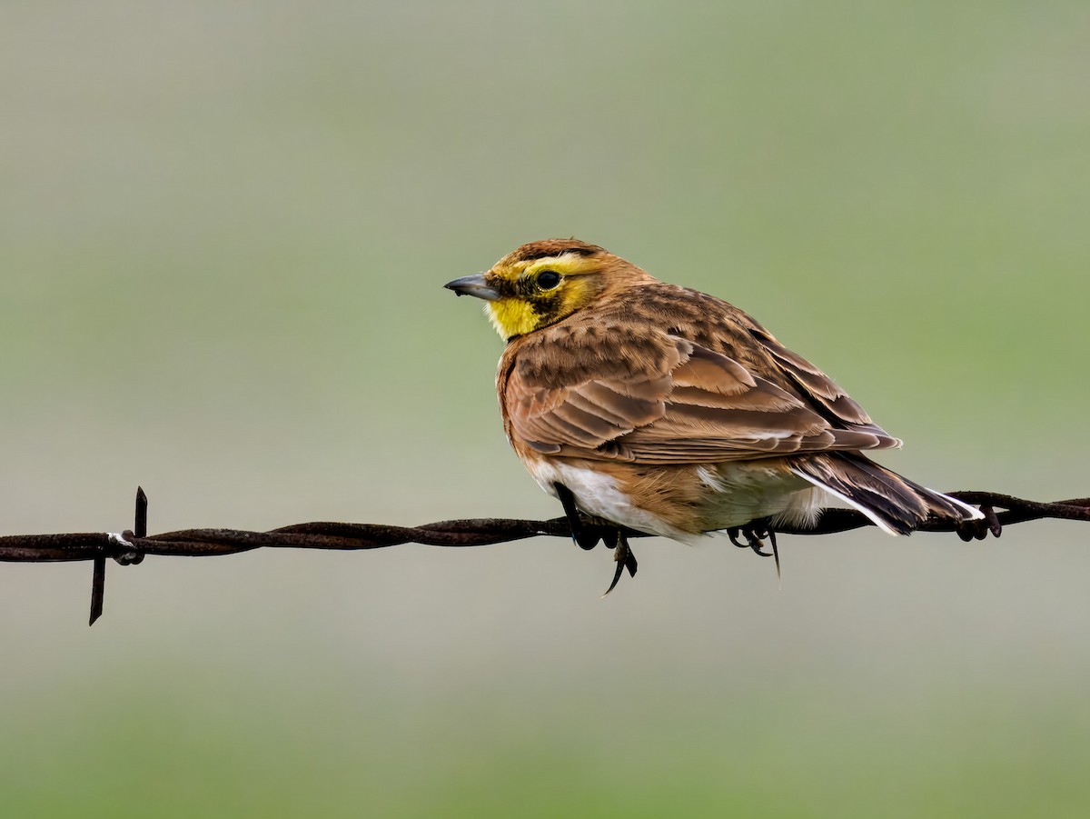 Horned Lark - ML647518842