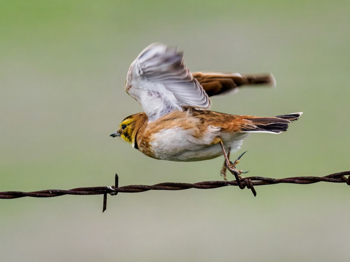 Horned Lark - ML647518846