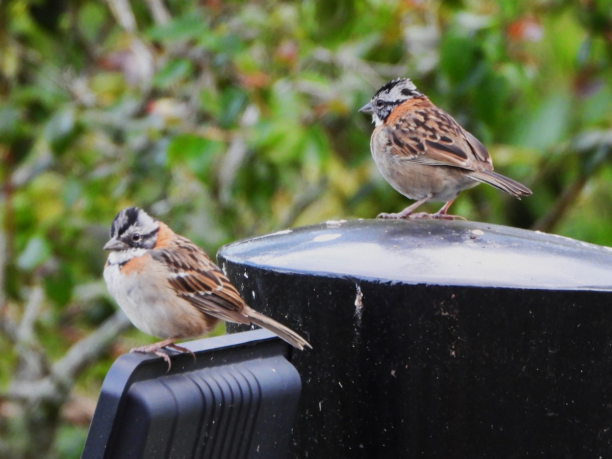 Rufous-collared Sparrow - ML647518849