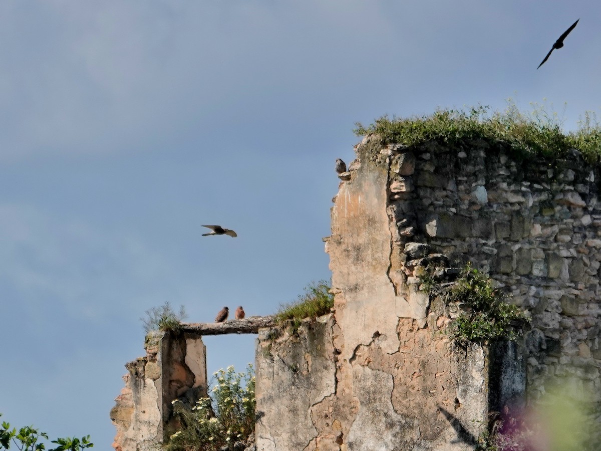 Lesser Kestrel - ML647518851