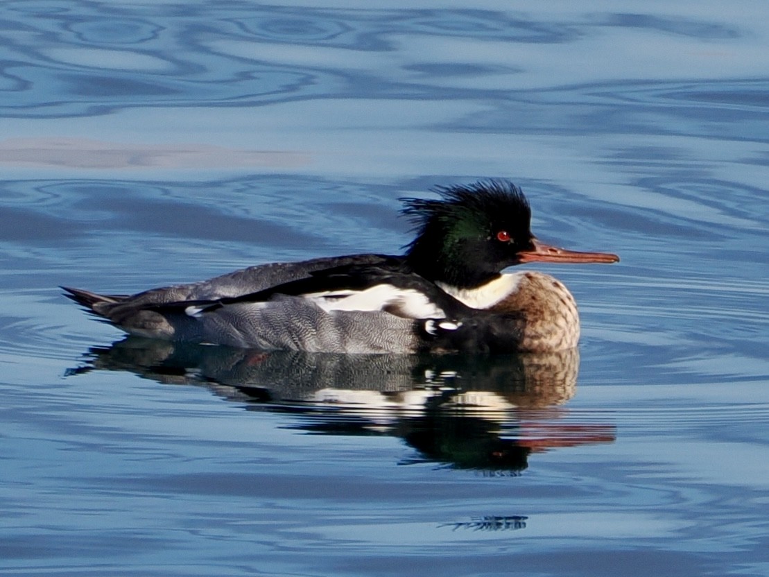 Red-breasted Merganser - ML647518853