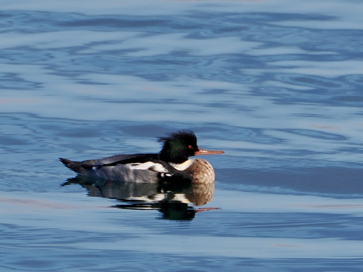 Red-breasted Merganser - ML647518854