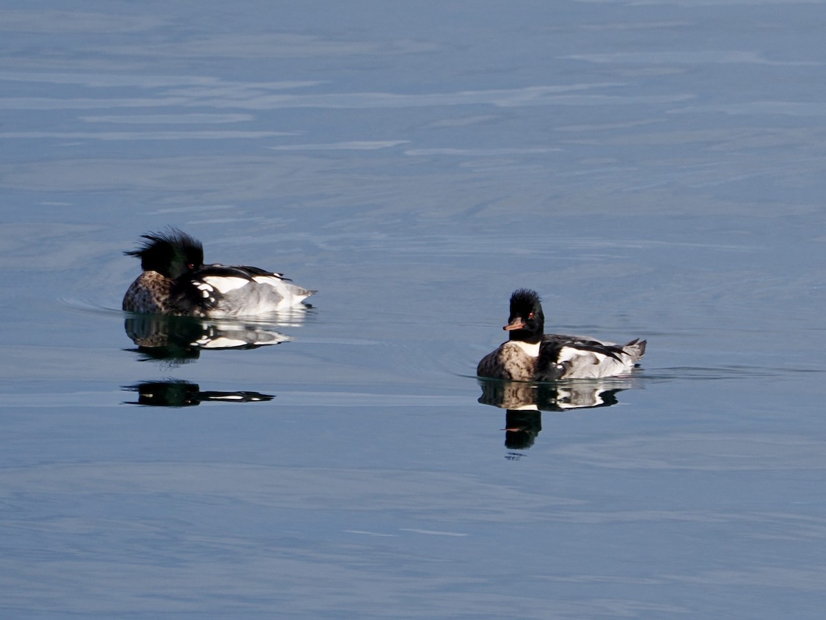 Red-breasted Merganser - ML647518855