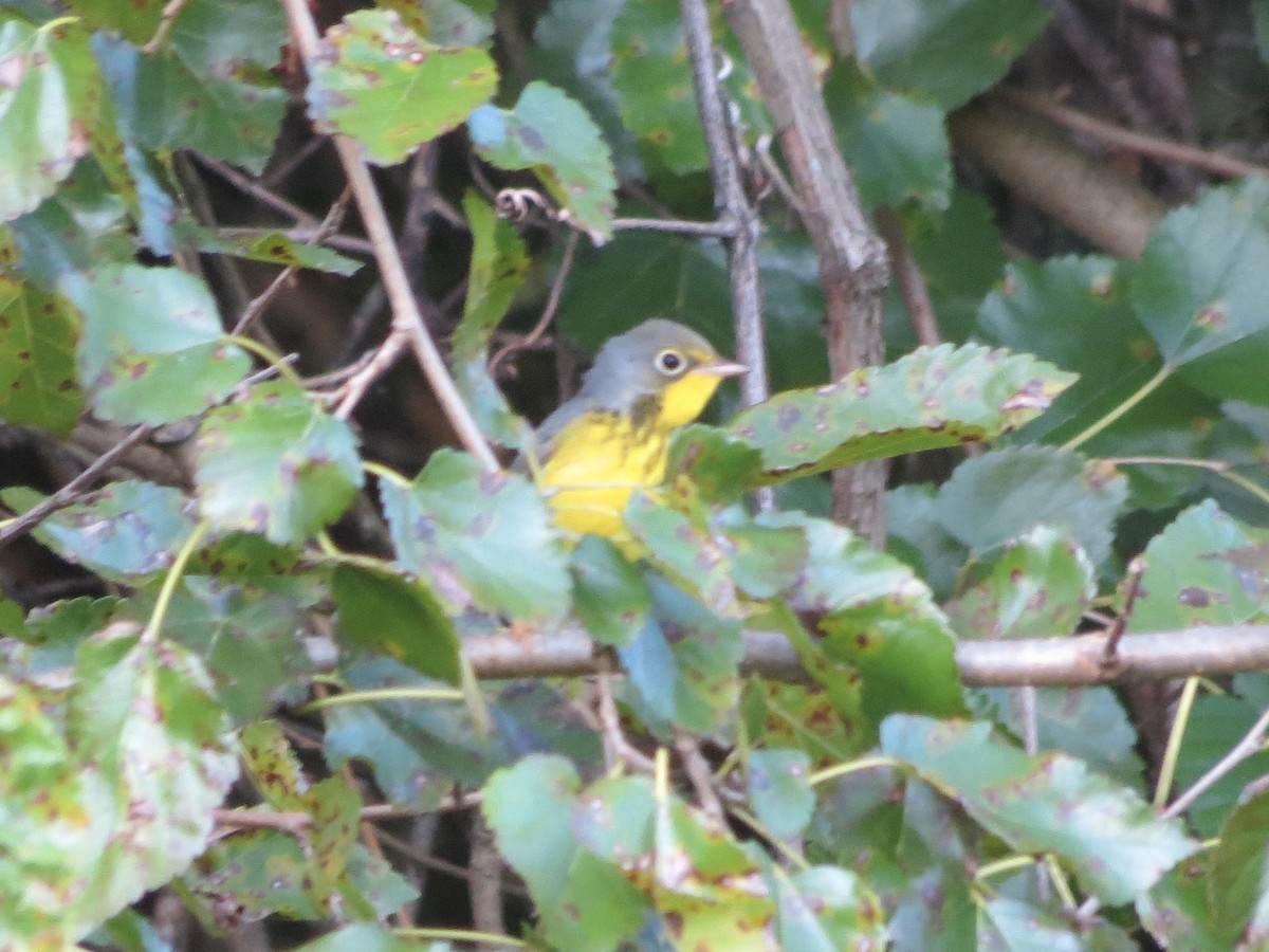 Canada Warbler - ML647518858