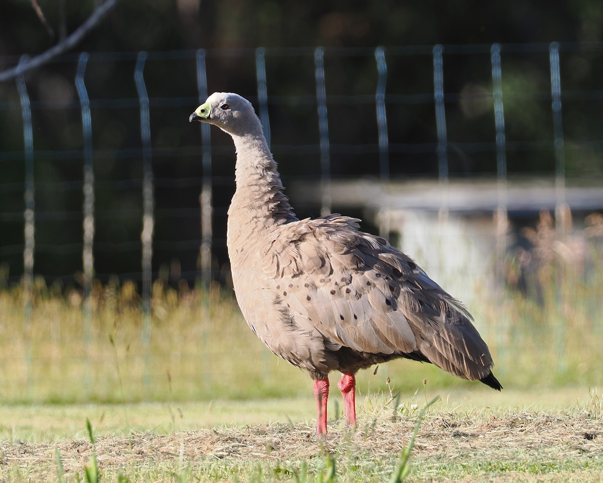 Cape Barren Goose - ML647518860