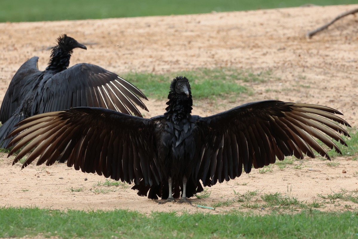 Black Vulture - ML647518861