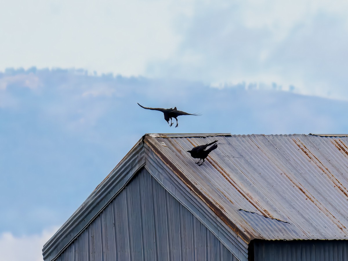 Common Raven - ML647518863