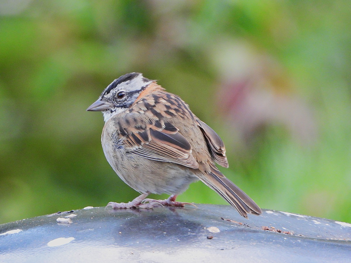 Rufous-collared Sparrow - ML647518866
