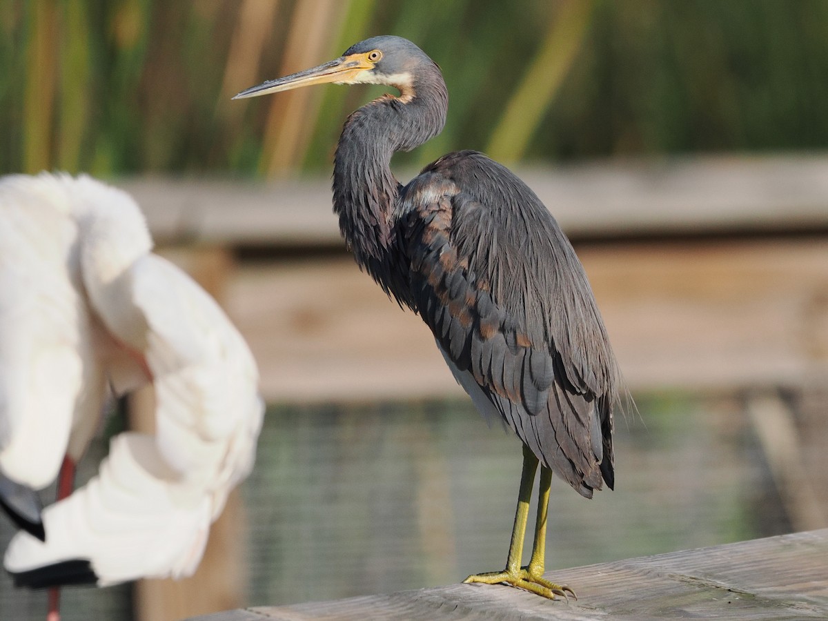 Tricolored Heron - ML647518868