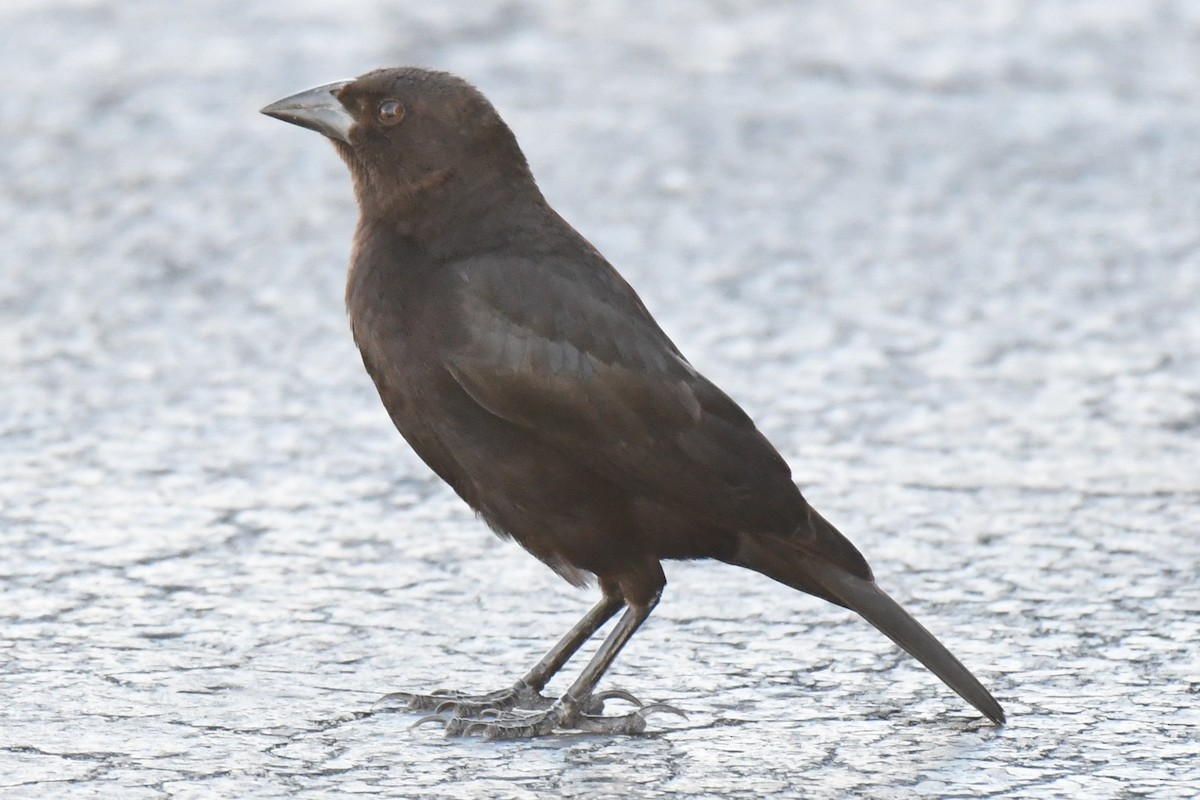 Bronzed Cowbird - ML647518870