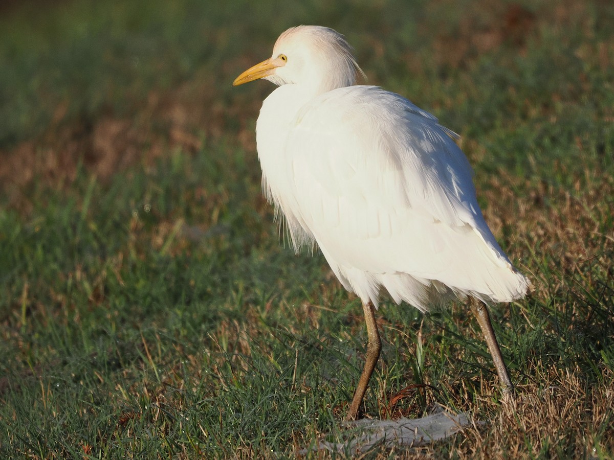 Western Cattle-Egret - ML647518871