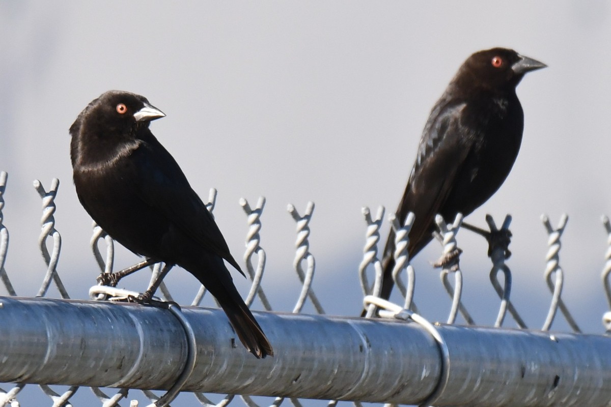 Bronzed Cowbird - ML647518888