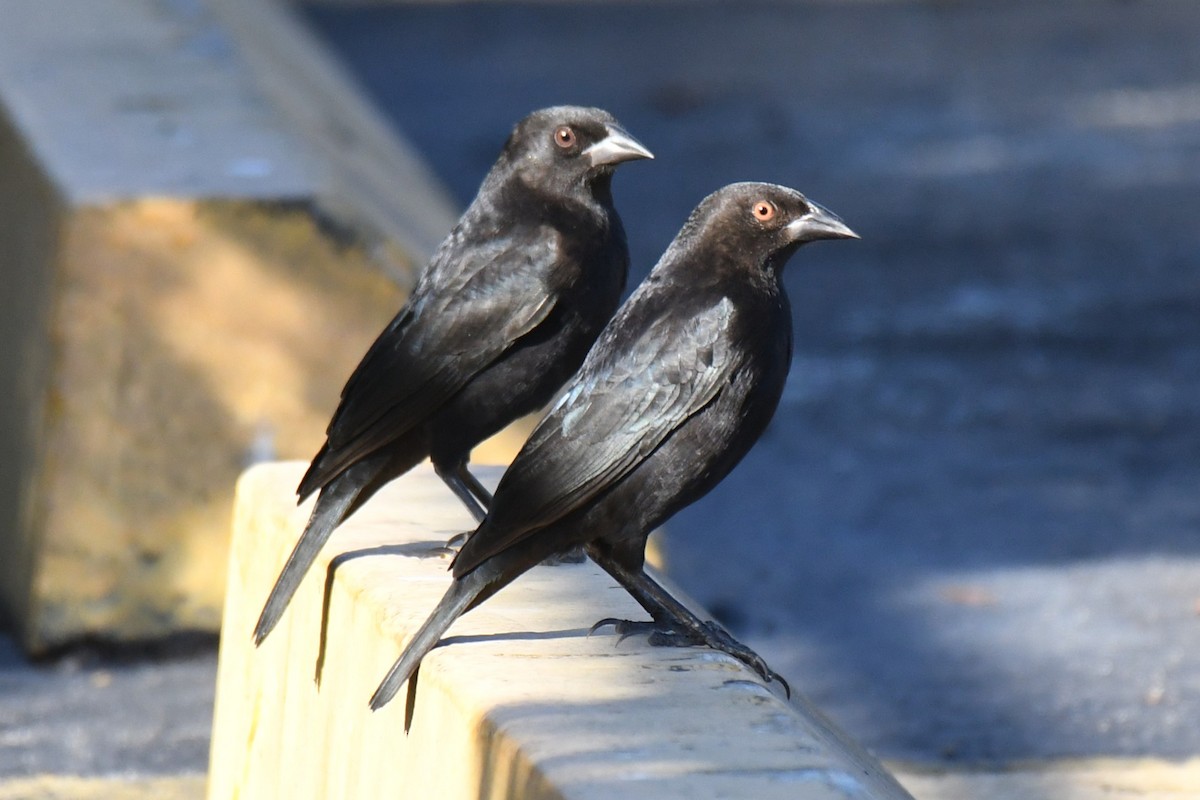 Bronzed Cowbird - ML647518889